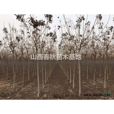 8公分北栾价格_新北栾树价格_米径8公分北栾产地报价图1