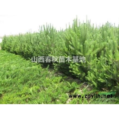 8公分北栾价格_新北栾树价格_米径8公分北栾产地报价图3