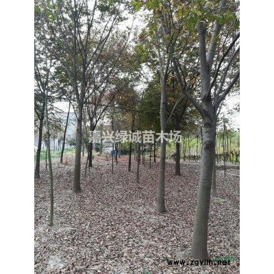 供应海宁栾树3-20公分