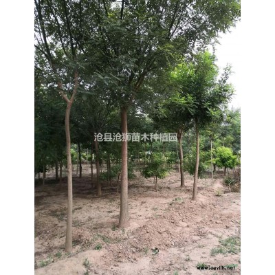 河北供应栾树规格*
