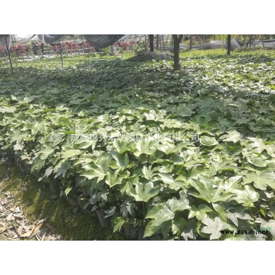 精品栾树、栾树熟货、摇钱树、截杆发冒栾树、四川栾树基地