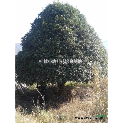 大量供应国槐15-40公分