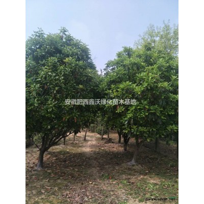 安徽栾树批发/供应