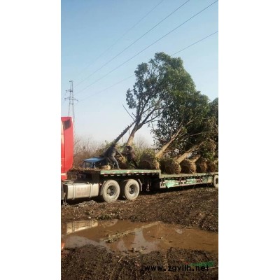 浙江栾树，精品栾树