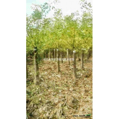 河北保定出售老式白蜡  国槐 栾树五角枫批发价格低廉