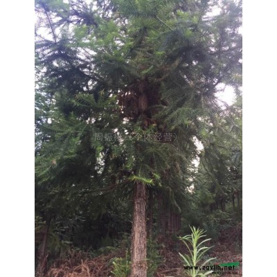 3-5公分栾树供应/3-5公分栾树图片