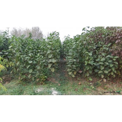 低价出售当年生国槐20000棵