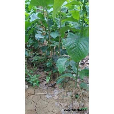 河南黄山栾树信息