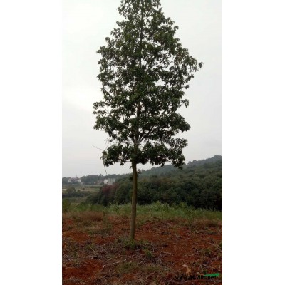 江西江西栾树小苗介绍