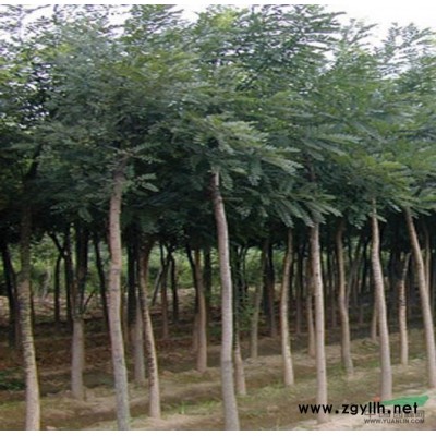 *新国槐价格