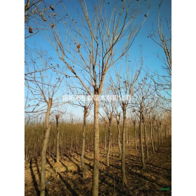 河南南阳供应大量大规格栾树