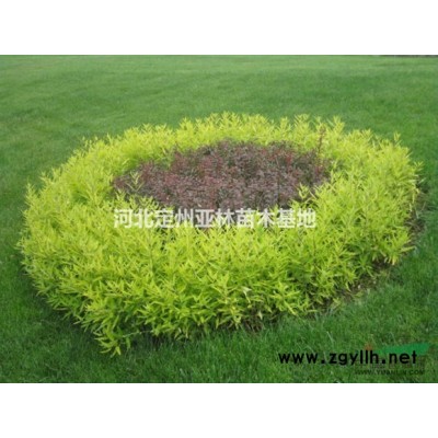 雪松价格 雪松绿化苗木基地