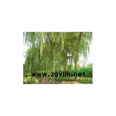 低价出售5.6.7公分二*白蜡，国槐