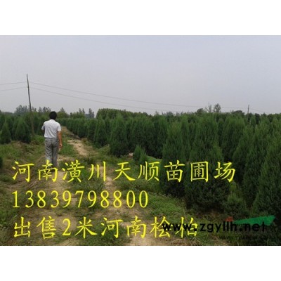 桂花小苗，柏树，栾树小苗，大叶女贞小苗，白玉兰小苗，南天竹