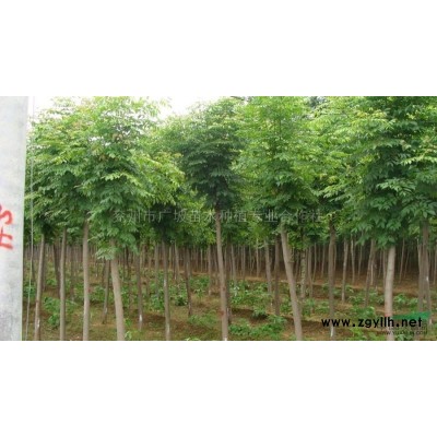 100万棵圆腊2号白蜡、北京栾树苗起获中