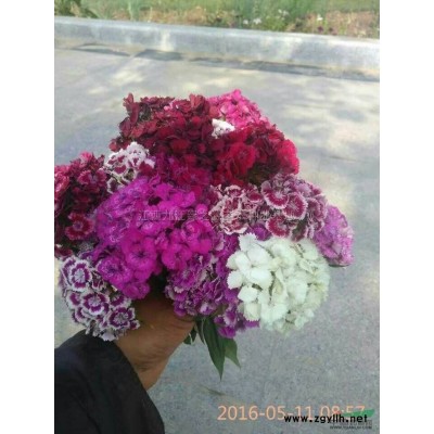 3一5公分栾树图片\3一5公分栾树报价