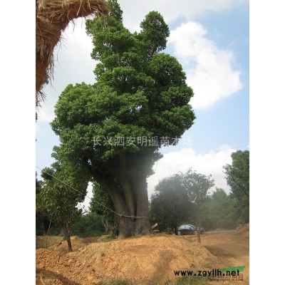 栾树地径10-11-12公分 栾树 栾树苗 黄山栾树 绿化苗