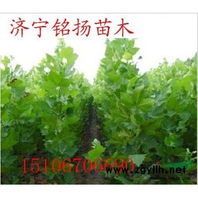 出售1-2公分 法桐苗 白蜡苗 国槐苗 北栾苗