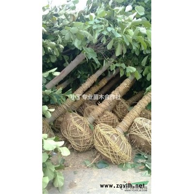 栾树 栾树价格 江苏栾树价格 南京栾树价格 栾树工程苗