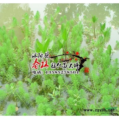 供 栾树 黄山栾树 北京栾树 栾树苗 栾树小苗 规格* 电话咨询图1