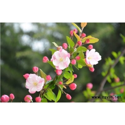 80公分国槐批发=泰安国槐基地=1米国槐价格