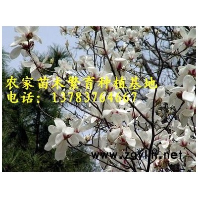 木槿、紫微、紫荆、松柏、雪松、黑松、湿地松、马尾松