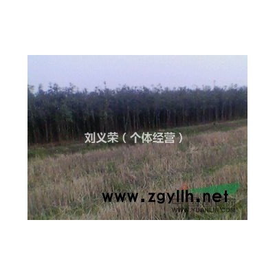 湖南供应：栾树