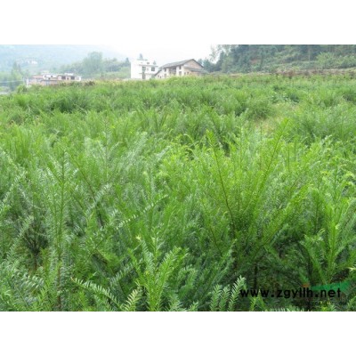 优质国槐小苗供应