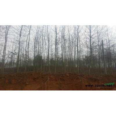 江西栾树*新报价/栾树图片