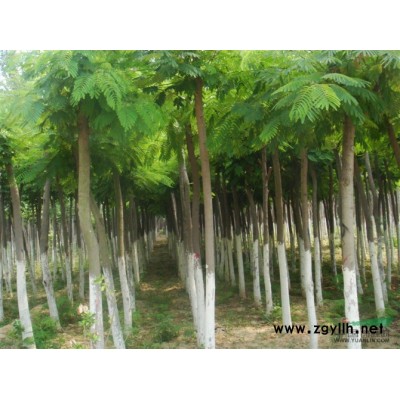 供应速生国槐苗河北速生国槐苗批发报价-绿韵苗木