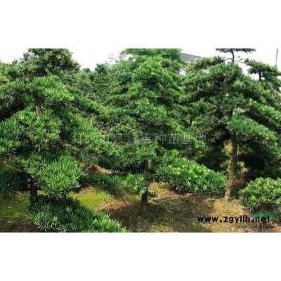 雪松种子行情报价\雪松种子图片展示