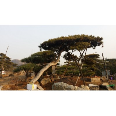 安徽滁州远东苗木专业种植销售雪松  广玉兰  香樟  女贞