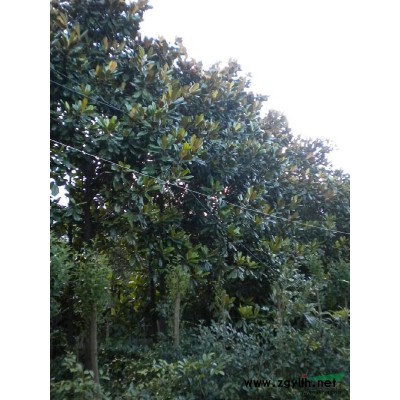 2015年栾树的价格，栾树的图片，栾树基地