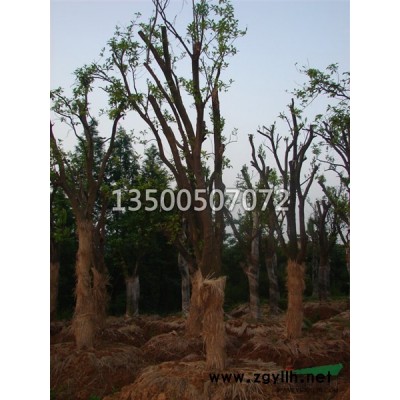 安徽栾树 安徽黄山栾树 肥西黄山栾树价格