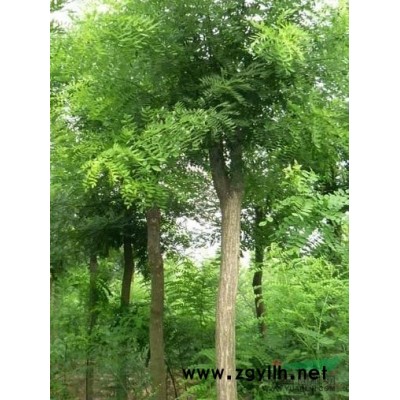 优质国槐的10公分速生国槐