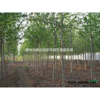 杨树、国槐、法桐、栾树、垂柳、桃苗