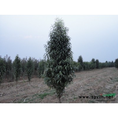 公司长期供应红叶碧桃、带帽国槐