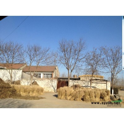 唐山地区供应10-20公分国槐