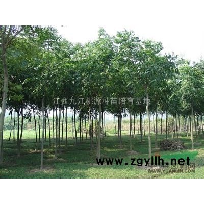 栾树 江西栾树种苗基地 栾树价格优惠
