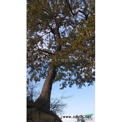 大量出售不同规格的；樟子松，云杉松，油松，白皮松，雪松