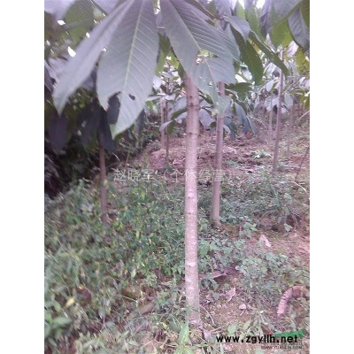 陕西大量出售华山松白皮松小苗