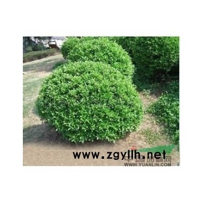 黄金槐、白玉兰、国槐、白皮松等