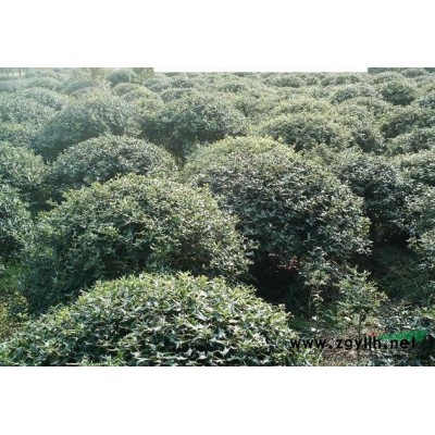 白皮松，河南白皮松