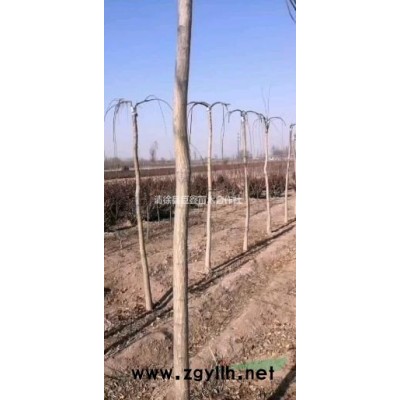 出售山西太原清徐本地国槐