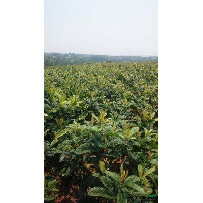 湖北荆州地区大量供应，香樟丶栾树丶红叶石楠丶广玉兰