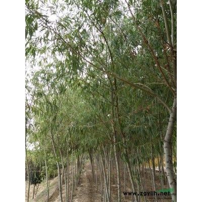 2016年陕西铜川低价供应老国槐树苗