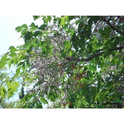 山东大法桐 柳树 榆树 国槐 楸树 构树