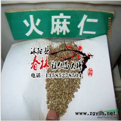 批发国槐小苗 国槐树苗 国槐 别名槐树 豆槐 白槐 细叶槐 家槐图2