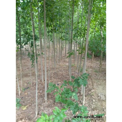 供应各种规格的速生国槐