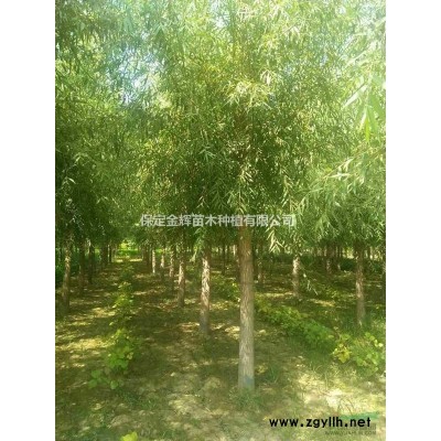 哪有卖北栾树苗的河北栾树种植市场在哪